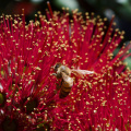 Bee in a flowering pohutukawa tree, Muriwai Beach