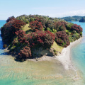 Floweing pohutukawas on Casnell Island, Mahurangi Regional Park