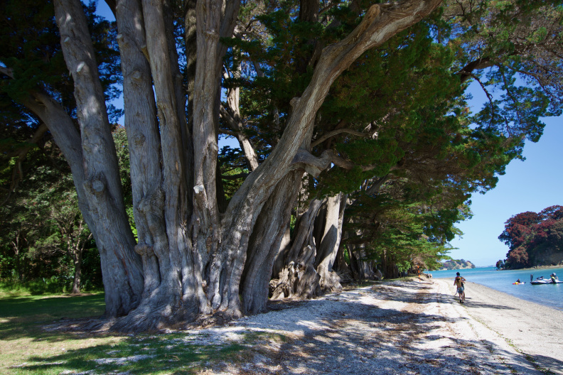 Large macrocarpa (Monterey Cypress), Mahurangi Regional Park