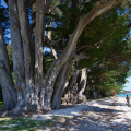 Large macrocarpa (Monterey Cypress), Mahurangi Regional Park