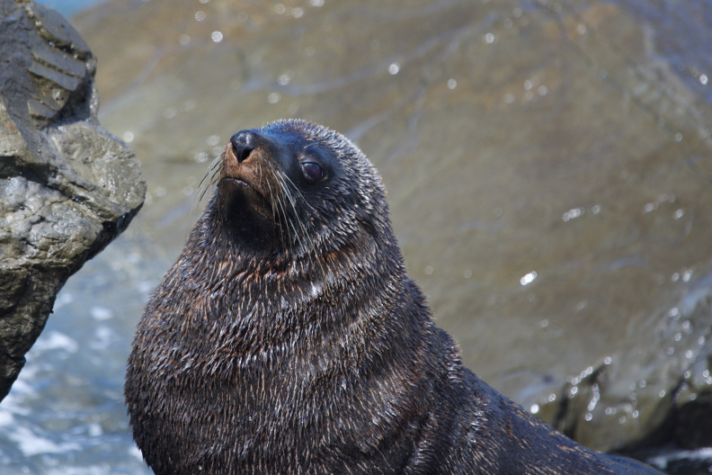 Seal on the Kaikoura coast