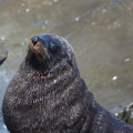 Seal on the Kaikoura coast