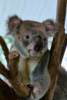 Koala, Lone Pine Sanctuary, Brisbane
