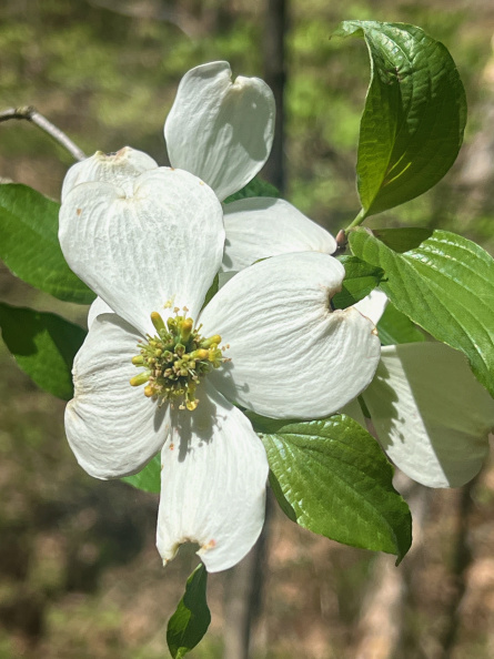Flowering Dogwood, Bentonville