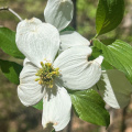 Flowering Dogwood, Bentonville