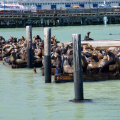 California Sea Lions, Pier 39, San Francisco