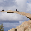 Two crows on Potato Chip Rock, Mount Woodson (near San Diego)