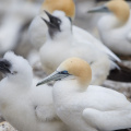 Gannet Colony, Muriwai