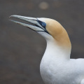 Gannet Colony, Muriwai