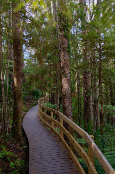 Cascade Kauri Park, Waitakere Range