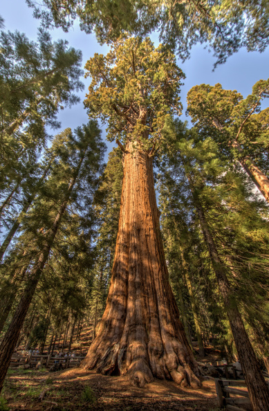 General Sherman Tree, Sequoia National Park