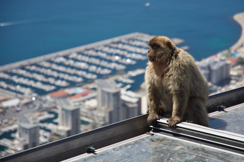 One of the many 'Barbary macaques' that live at the top of The Rock of Gibraltar.