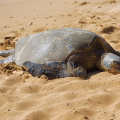 Sea Turtle at Poipu Beach