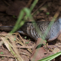 Zebra Dove