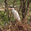 Western Cattle Egret