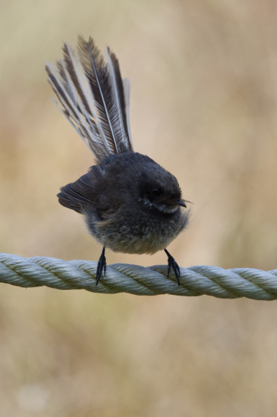 At Tawharanui Regional Park, Auckland