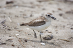 Tuturiwhatu (New Zealand Dotterel)