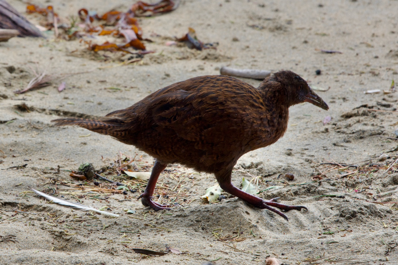 On Ulva Island, Southland