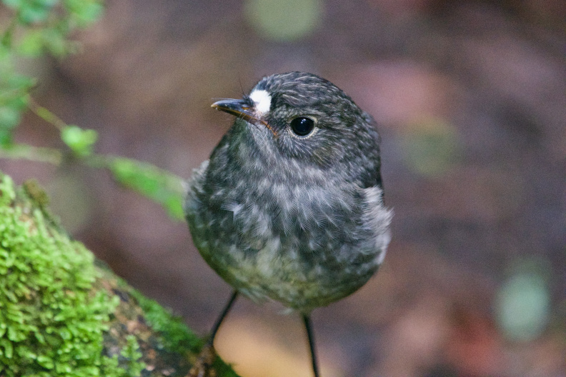 At Cascade Kauri Park, Auckland