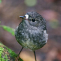 At Cascade Kauri Park, Auckland