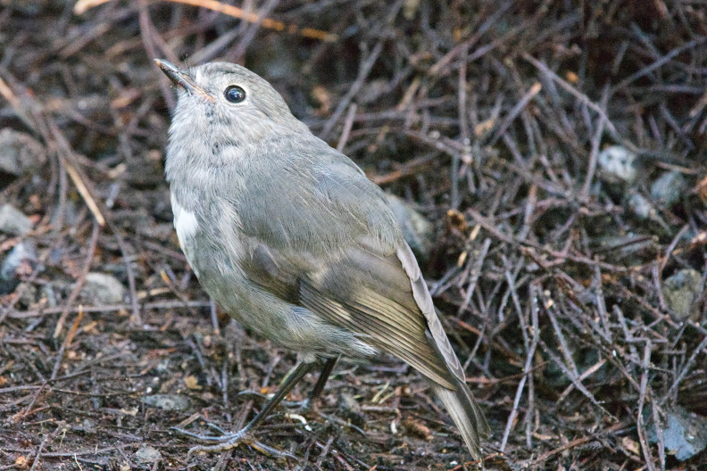 On Ulva Island, Southland