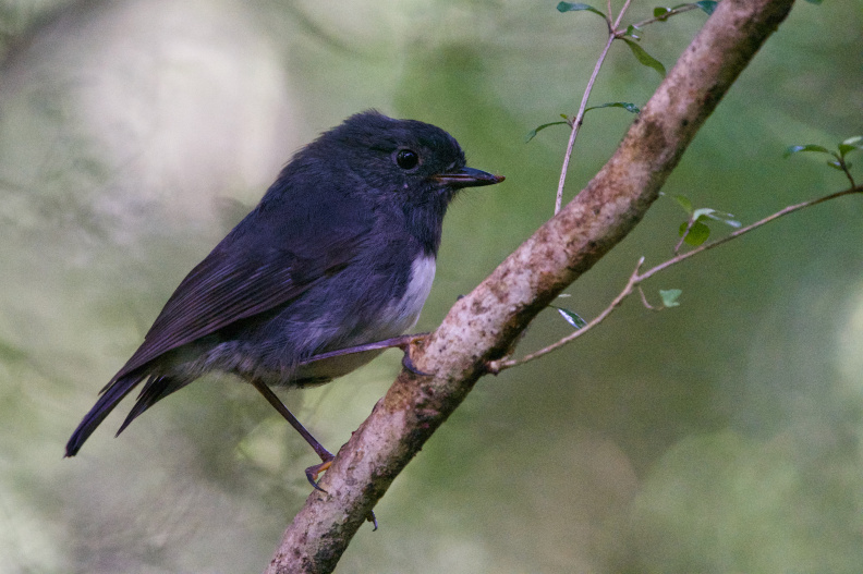 On Ulva Island, Southland