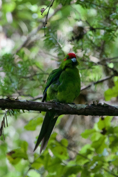On Ulva Island, Southland