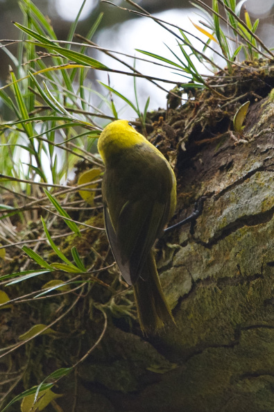 On Ulva Island, Southland