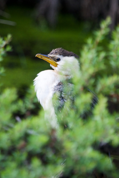 At Tawharanui Regional Park, Auckland