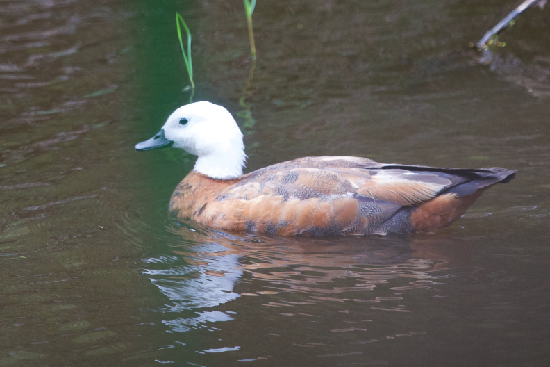 (female) At Tawharanui Regional Park, Auckland