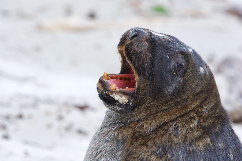 New Zealand Sea Lion, Broad Bay