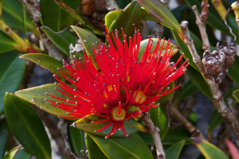 Southern rata