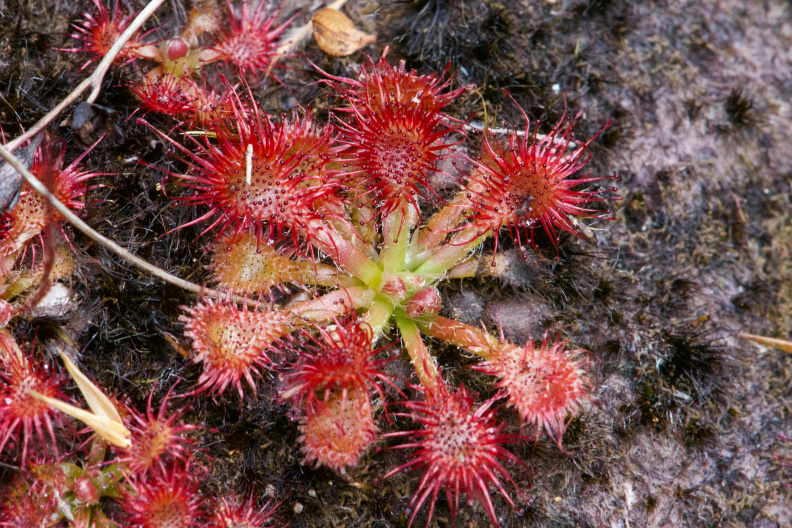 Rosy sundew