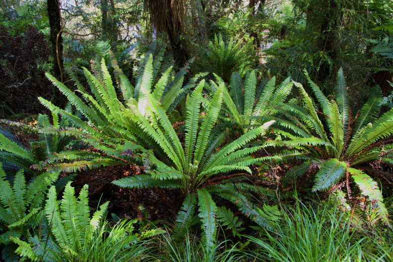Crown fern