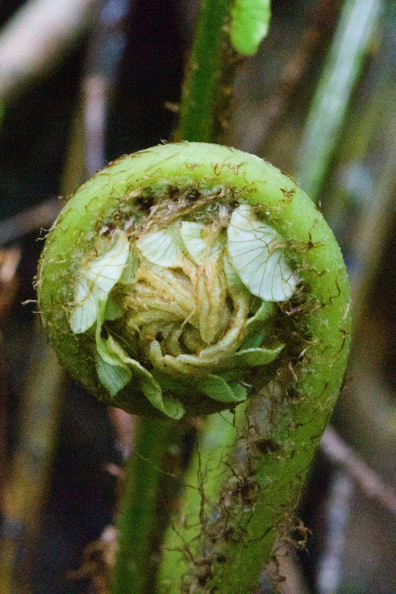 Crown fern (frond)
