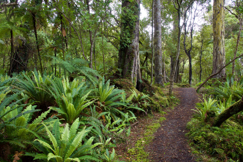 On the Rakiura Track